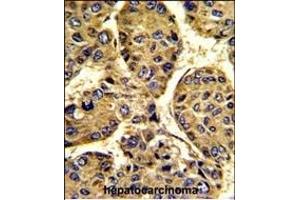 anti-Asporin (ASPN) (AA 242-269) antibody