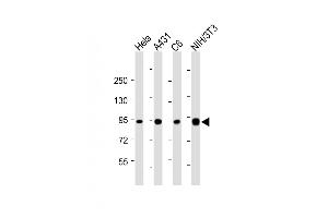 All lanes : Anti-Hsp90 at 1:4000 dilution Lane 1: Hela whole cell lysate Lane 2: A431 whole cell lysate Lane 3: C6 whole cell lysate Lane 4: NIH/3T3 whole cell lysate Lysates/proteins at 20 μg per lane. (HSP90 anticorps  (AA 150-400))