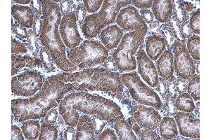 IHC-P Image HAGH antibody [N2C3] detects HAGH protein at mitochondria on mouse kidney by immunohistochemical analysis.
