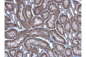 IHC-P Image HAGH antibody [N2C3] detects HAGH protein at mitochondria on mouse kidney by immunohistochemical analysis. (HAGH anticorps)