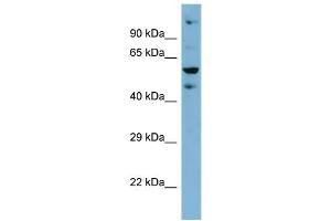 Host: Rabbit Target Name: ZNF573 Sample Type: HT1080 Whole Cell lysates Antibody Dilution: 1. (ZNF573 anticorps  (Middle Region))
