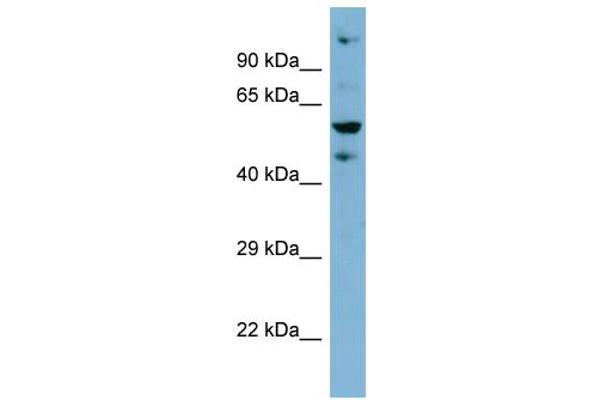 ZNF573 Antikörper  (Middle Region)