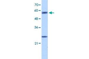 Western Blot analysis of HepG2 cell lysate with CPNE1 polyclonal antibody  at 5 ug/mL working concentration. (CPNE1 anticorps  (N-Term))