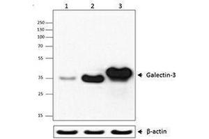 Western Blotting (WB) image for anti-Galectin 3 (LGALS3) (AA 151-251) antibody (ABIN2665254) (Galectin 3 anticorps  (AA 151-251))