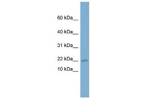 PTGES3 antibody used at 1 ug/ml to detect target protein. (PTGES3 anticorps)