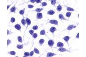 Anti-NPY5R antibody immunocytochemistry (ICC) staining of untransfected HEK293 human embryonic kidney cells.