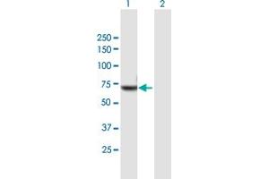 Western Blot analysis of NXF2 expression in transfected 293T cell line by NXF2 MaxPab polyclonal antibody.