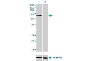 Western blot analysis of TRIM16 over-expressed 293 cell line, cotransfected with TRIM16 Validated Chimera RNAi (Lane 2) or non-transfected control (Lane 1). (TRIM16 anticorps  (AA 165-273))