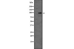 Western blot analysis of MAP4K5 expression in MOLT4 whole cell lysate ;,The lane on the left is treated with the antigen-specific peptide. (MAP4K5 anticorps  (Internal Region))