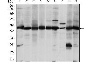 Western blot analysis using ASS1 mouse mAb against A431 (1), RAJI (2), L1210 (3), MOLT4 (4), Jurkat (5), A549 (6), NIH/3T3 (7), PC-12 (8) and Cos7 (9) cell lysate.