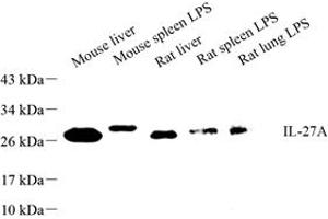 Western blot analysis of IL-27A (ABIN7074366) at dilution of 1: 500 (IL27 anticorps)