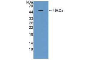 Western blot analysis of recombinant Human GKN1. (Gastrokine 1 anticorps  (AA 22-199))