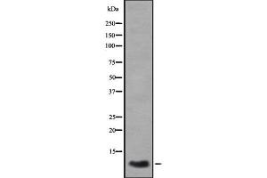 Western blot analysis GROγ using A549 whole cell lysates (CXCL3 anticorps  (C-Term))