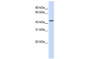 Western Blotting (WB) image for anti-ELAC1 (ELAC1) antibody (ABIN2458579) (ELAC1 anticorps)