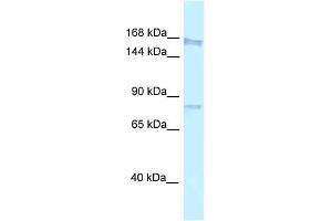 WB Suggested Anti-Arhgap5 Antibody   Titration: 1. (ARHGAP5 anticorps  (N-Term))