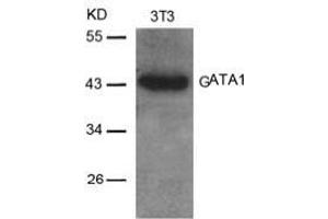 Image no. 2 for anti-GATA Binding Protein 1 (Globin Transcription Factor 1) (GATA1) (AA 140-144) antibody (ABIN197169) (GATA1 anticorps  (AA 140-144))