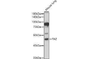 Western blot analysis of extracts of Mouse lung, using TAZ antibody (ABIN6130800, ABIN6150278, ABIN6150279 and ABIN6224227) at 1:500 dilution. (WWTR1 anticorps  (AA 1-230))