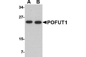 Western Blotting (WB) image for anti-Protein O-Fucosyltransferase 1 (POFUT1) (N-Term) antibody (ABIN1031521) (POFUT1 anticorps  (N-Term))