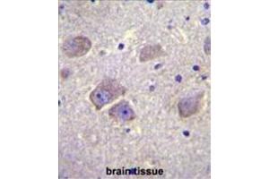 WDR27 Antibody (N-term) immunohistochemistry analysis in formalin fixed and paraffin embedded human brain tissue followed by peroxidase conjugation of the secondary antibody and DAB staining. (WDR27 anticorps  (N-Term))