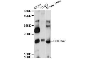 Western blot analysis of extracts of various cell lines, using GOLGA7 antibody (ABIN6291695) at 1:1000 dilution. (Golgin A7 anticorps)
