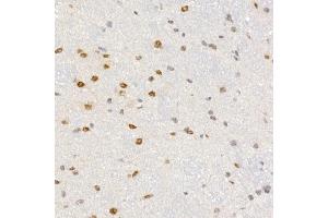 Immunohistochemistry of paraffin-embedded mouse brain using PCBD1 Rabbit mAb (ABIN7269743) at dilution of 1:150 (40x lens).
