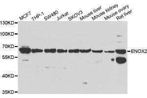 Western blot analysis of extracts of various cell lines, using ENOX2 antibody. (ENOX2 anticorps)