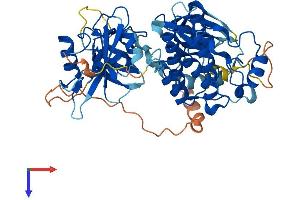 AlphaFold protein structure predicition of Human Recombinant FRK Protein, UniprotID P42685