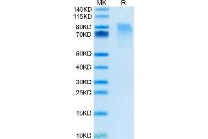 Biotinylated Mouse CX3CL1/Fractalkine on Tris-Bis PAGE under reduced condition.