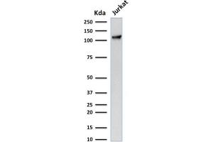 Western Blot Analysis of human Jurkat cell lysate using CD31 Mouse Monoclonal Antibody (C31.