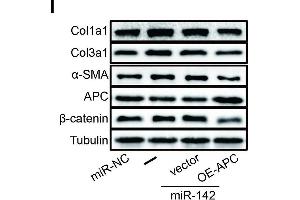 MiR-142 targets APC, resulting in the activation of WNT pathway.