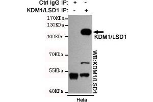 Immunoprecipitation analysis of Hela cell lysates using KDM1/LSD1 mouse mAb. (LSD1 anticorps)