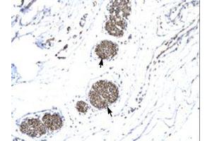Image no. 1 for anti-Matrix Metallopeptidase 19 (MMP19) (AA 56-105) antibody (ABIN6735807) (MMP19 anticorps  (AA 56-105))