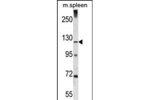 Antibody (C-term) (ABIN656481 and ABIN2845761) western blot analysis in mouse spleen tissue lysates (35 μg/lane). (ELAPOR1 anticorps  (C-Term))