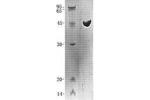 Validation with Western Blot (UBE2S Protein (His tag))