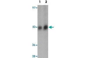 Western blot analysis of RNF8 in human lung tissue lysate with RNF8 polyclonal antibody  at (1) and (2) 2 ug/mL. (RNF8 anticorps  (C-Term))