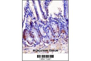 Mouse Hoxb7 Antibody immunohistochemistry analysis in formalin fixed and paraffin embedded mouse jejunum tissue followed by peroxidase conjugation of the secondary antibody and DAB staining.