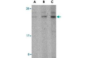 Western blot analysis of BANF1 in mouse kidney tissue lysate with BANF1 polyclonal antibody  at (A) 0. (BANF1 anticorps  (N-Term))