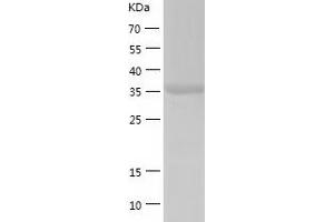 Western Blotting (WB) image for Mitogen-Activated Protein Kinase 13 (MAPK13) (AA 1-365) protein (His-IF2DI Tag) (ABIN7123992)