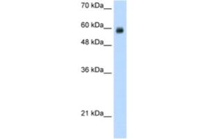 Western Blotting (WB) image for anti-REST Corepressor 1 (RCOR1) antibody (ABIN2461865) (CoREST anticorps)