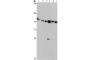 Western Blotting (WB) image for anti-Protein Kinase D3 (PRKD3) antibody (ABIN2432016) (PRKD3 anticorps)