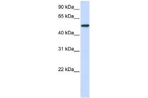 Karyopherin Alpha 3 antibody used at 1 ug/ml to detect target protein. (KPNA3 anticorps)