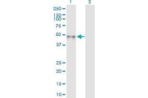 Western Blot analysis of KIR2DL5A expression in transfected 293T cell line by KIR2DL5A MaxPab polyclonal antibody.