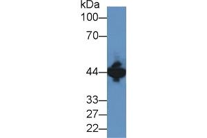 Western Blot; Sample: Mouse Brain lysate; ;Primary Ab: 2µg/ml Rabbit Anti-Human CKM Antibody;Second Ab: 0.