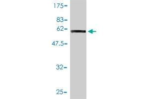 Western Blot detection against Immunogen (53.