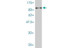 Western Blot detection against Immunogen (90.