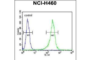 Flow cytometric analysis of NCI-H460 cells (right histogram) compared to a negative control cell (left histogram). (GNS anticorps  (AA 283-313))