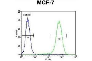 Flow cytometric analysis of MCF-7 cells using NUDT8 Antibody (N-term) Cat. (NUDT8 anticorps  (N-Term))