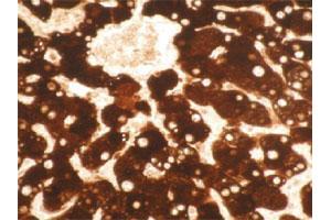 Immunohistochemical staining of formalin-fixed, paraffin-embedded normal human liver tissue section. (CYP1A2 anticorps)
