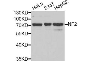 Western blot analysis of extracts of various cell lines, using NF2 antibody (ABIN5971315) at 1/1000 dilution. (Merlin anticorps)