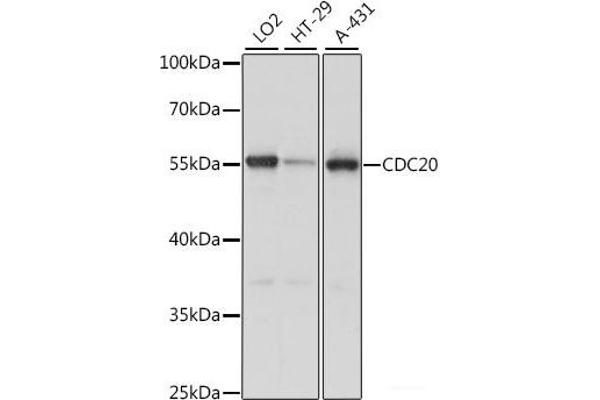CDC20 抗体